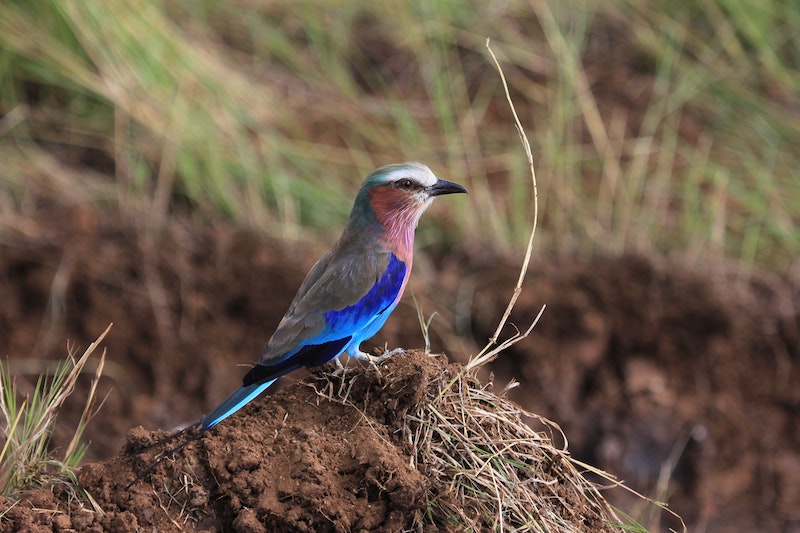 Bird Watching in Summer at the Heard Natural Science Museum & Wildlife Sanctuary