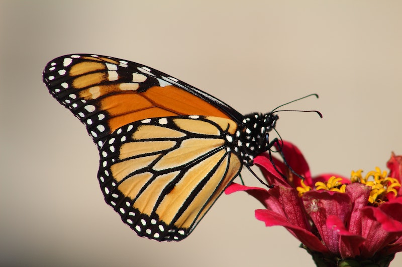 Don’t Miss Out on the Native Texas Butterfly House and Garden at Heard Museum