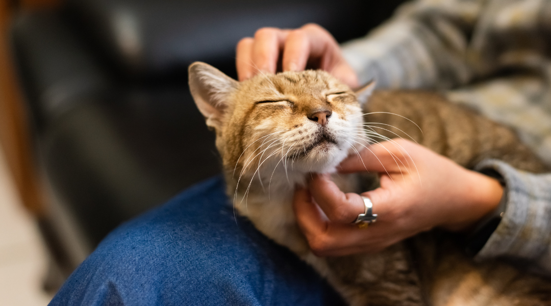 8 Tips For Turning Your Cat Into A Lap Cat