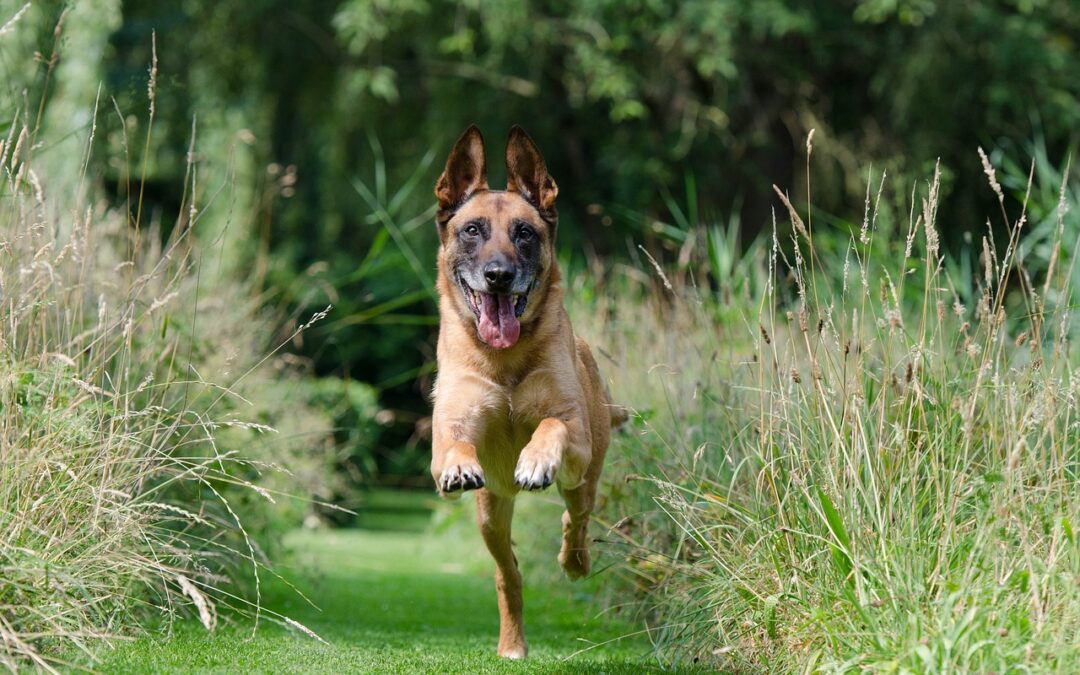 Signs Your Dog Needs More Exercise