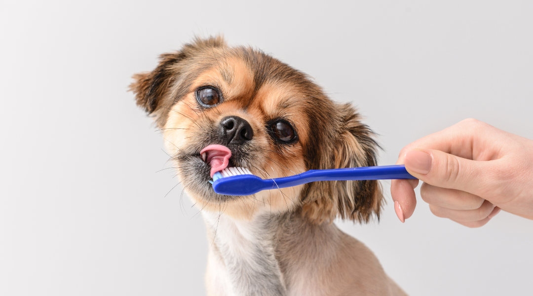 How to Build a Successful Tooth Brushing Program for Your Dog