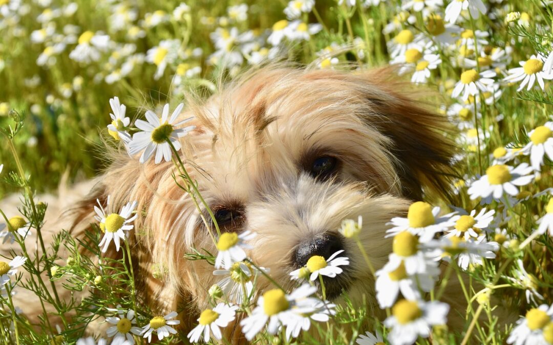 Pollen and Paws: Managing Your Pet’s Springtime Allergies