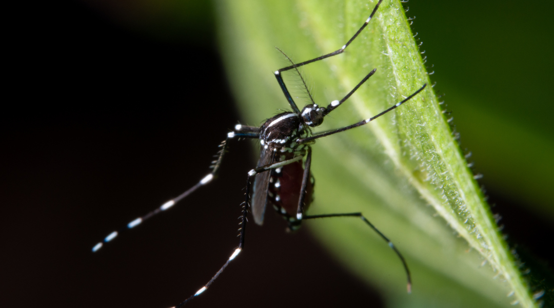 Protect Your Home and Community from West Nile Virus with Effective Pest Control