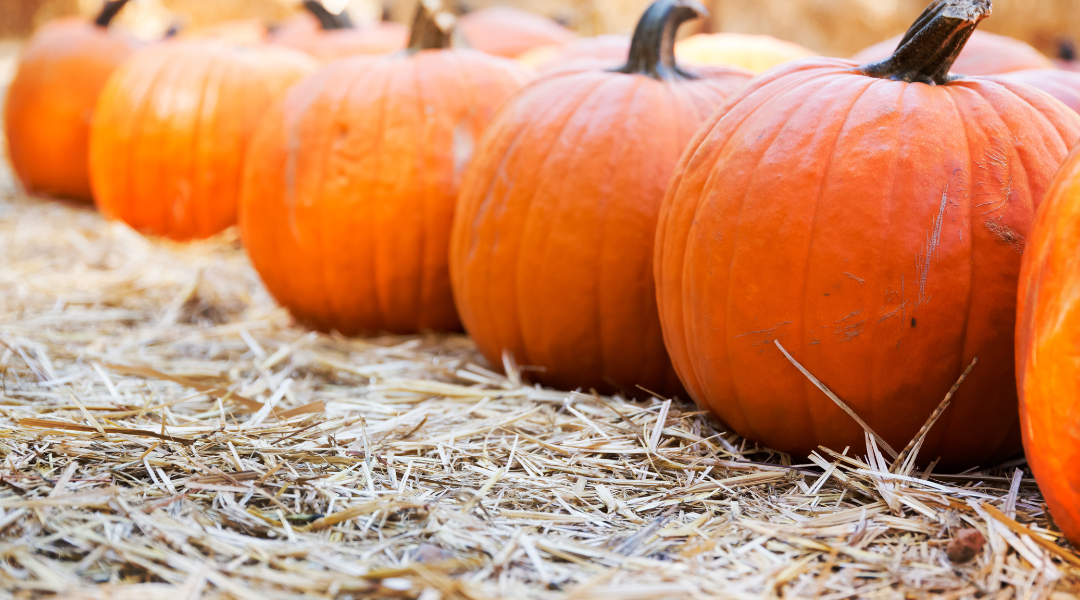 Explore North Texas Pumpkin Patches for Fall Fun This Season