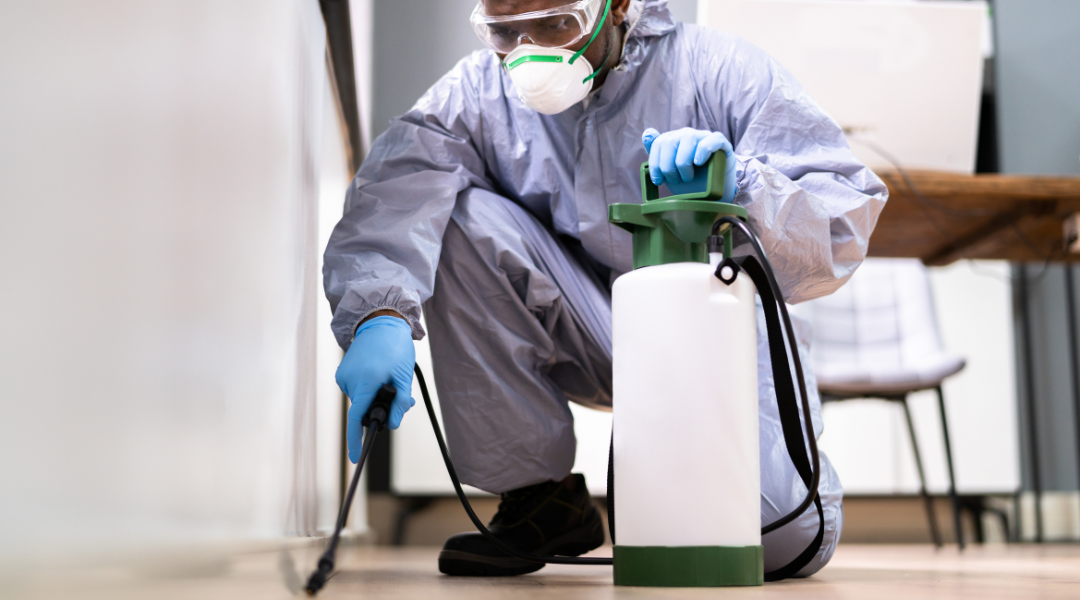 Prevention First: How Regular Pest Inspections Benefit Commercial Properties