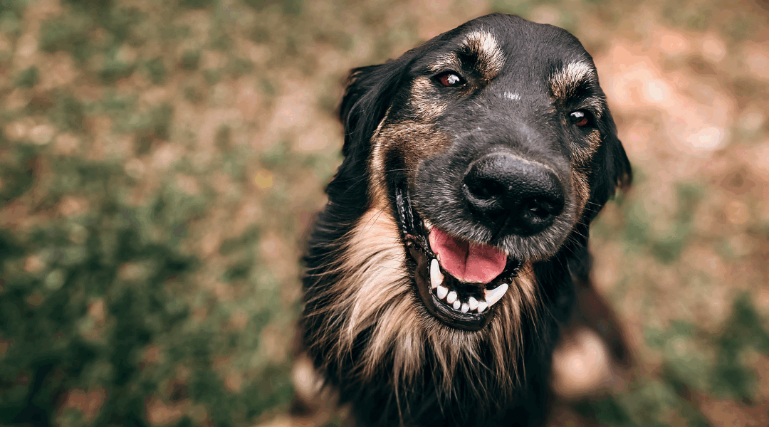 Your Dog Deserves Care, Even When You Are Busy