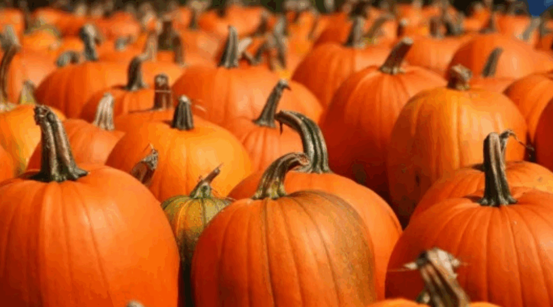 Trick or Treat? Keep the Fun (and Compliance) in Your Festivities