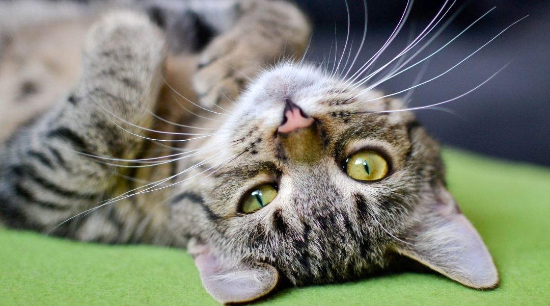 Luxury Cat Boarding Lounge Coming to McKinney