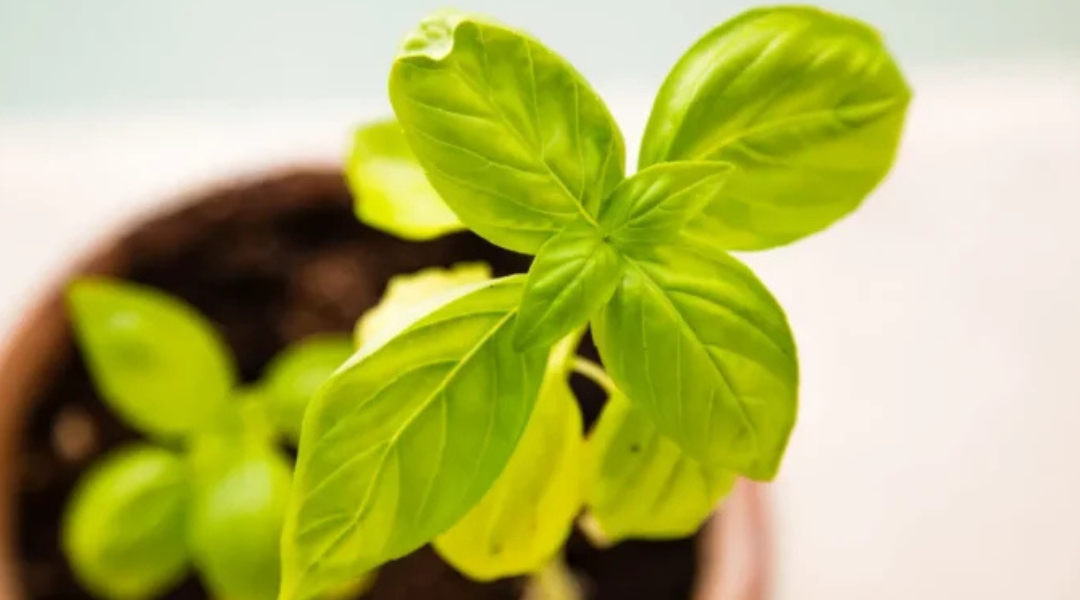 Growing Beyond 15–20 Employees Without HR Support